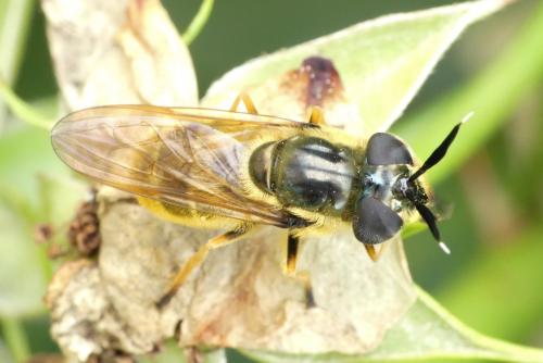 Callicera macquarti